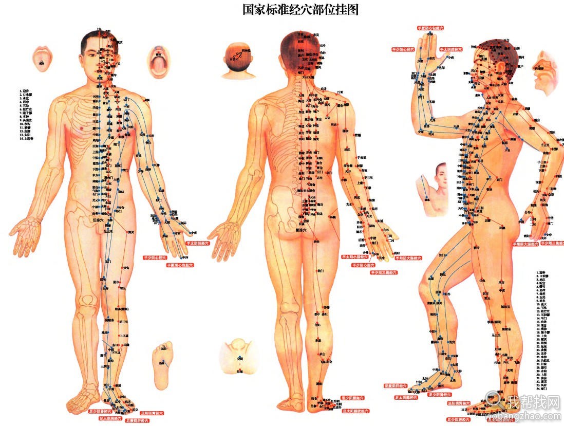 人体穴位经络图4.jpg