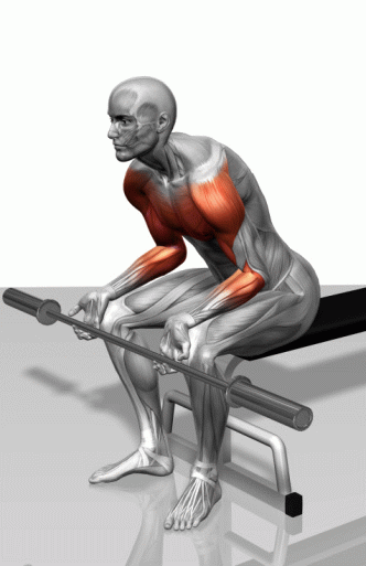 高清肌肉动画图 (2).gif