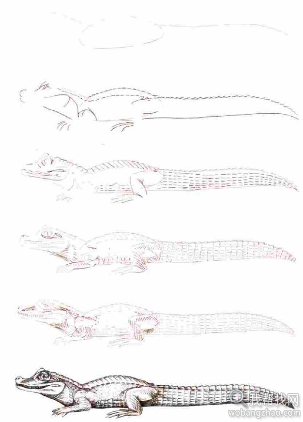 绘画教程50个海洋、建筑、各种动物 (8).jpg