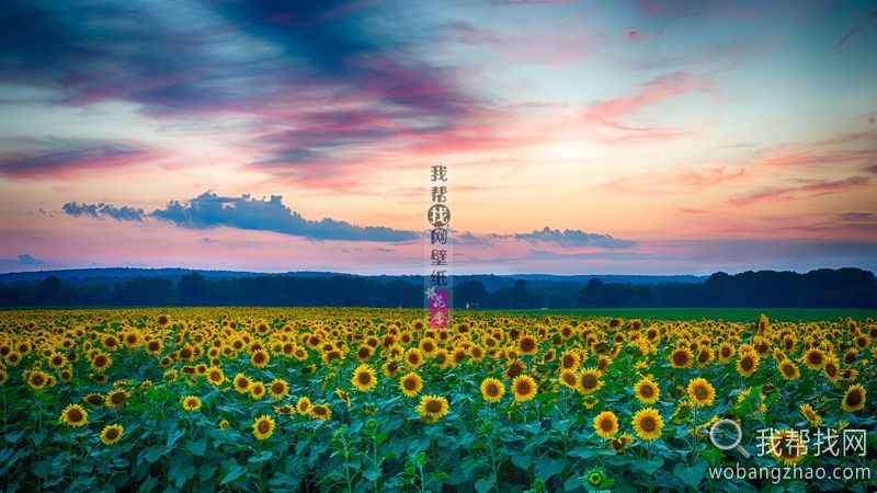 我帮找网ViP壁纸·花季 (21).jpg