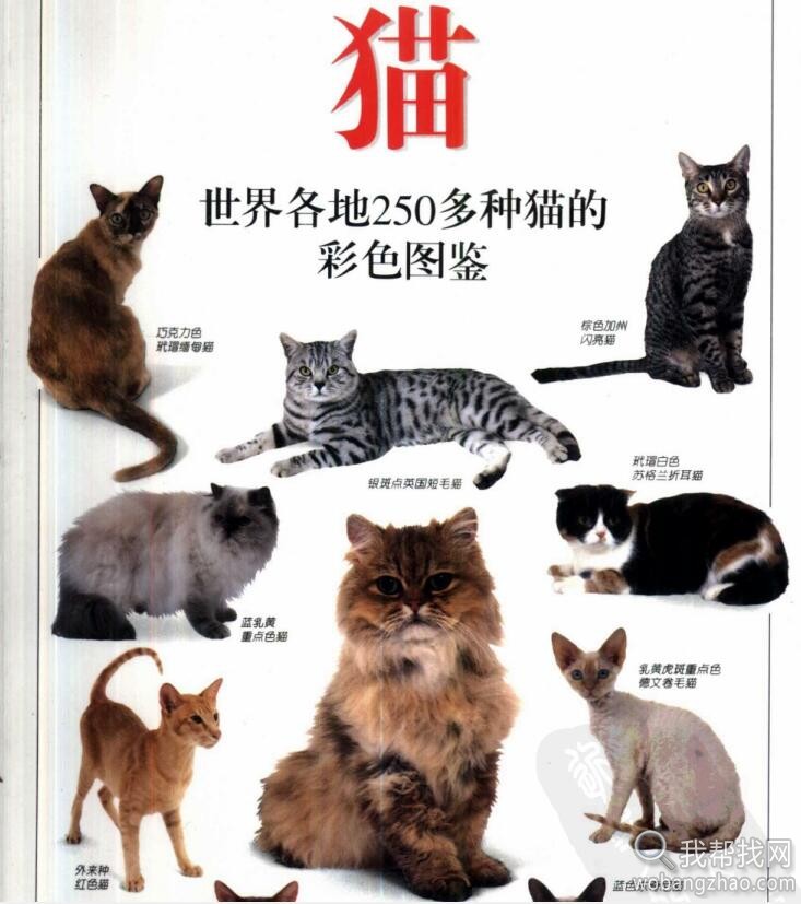 养猫经验知识技巧 (4).jpg