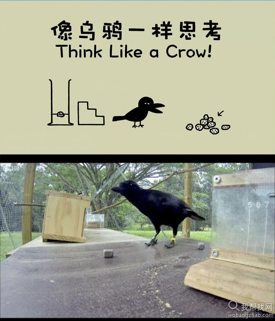 像乌鸦一样思考 think like a crow (2).jpg